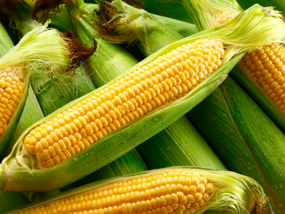 Maize Corn Exporter from India