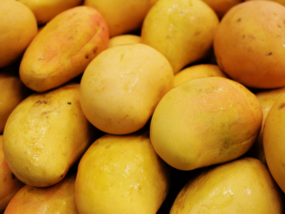Indian Kesar Mango Export