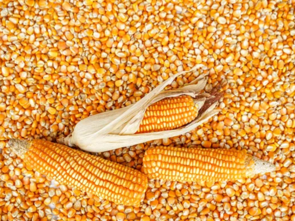 Yellow Maize Export