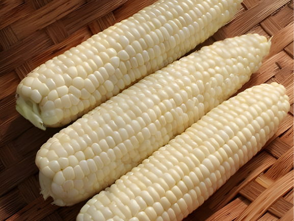 White Maize Export